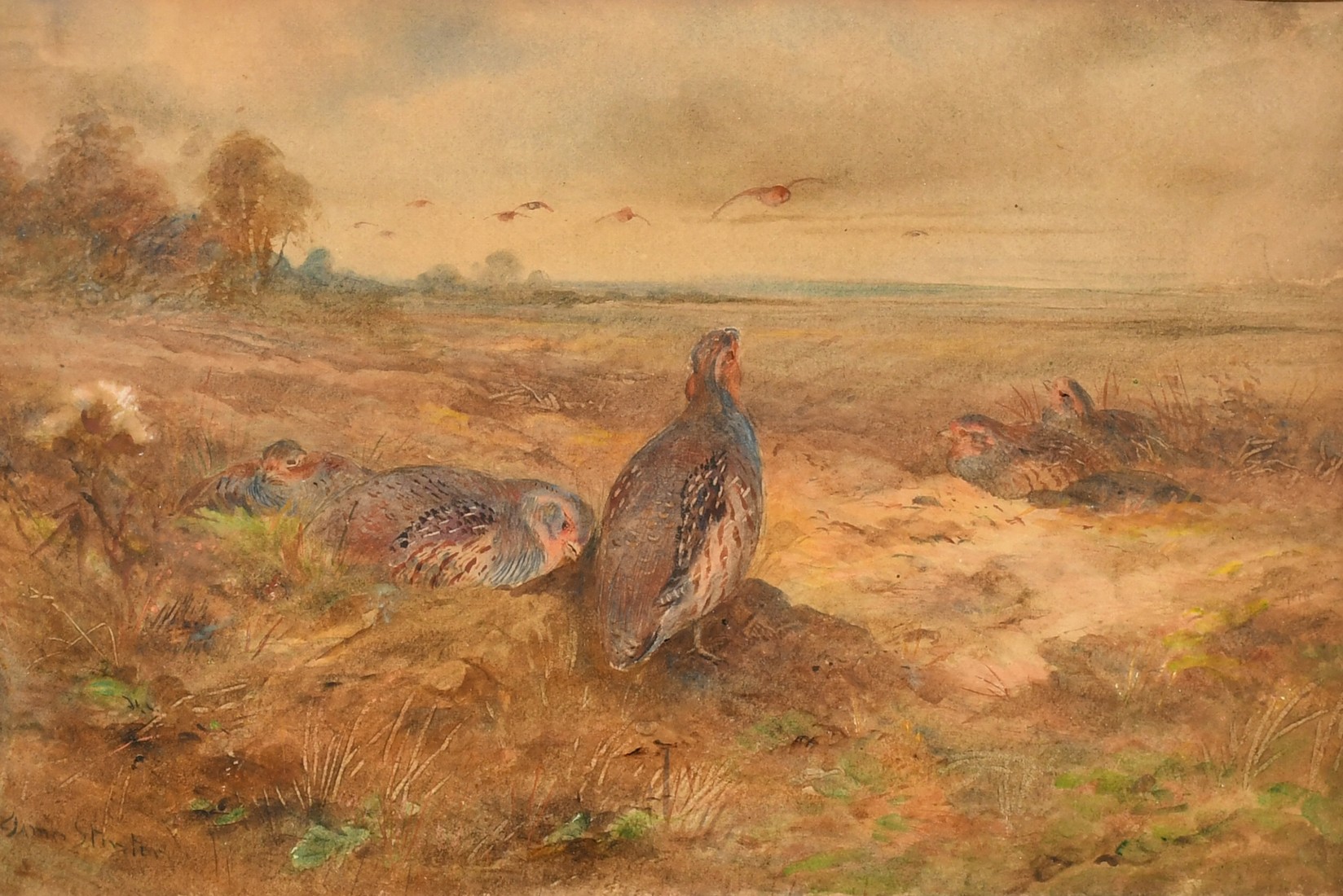 James Stinton (1870-1961) British, Partridge in an open landscape, watercolour, signed, 6.5" x 9.