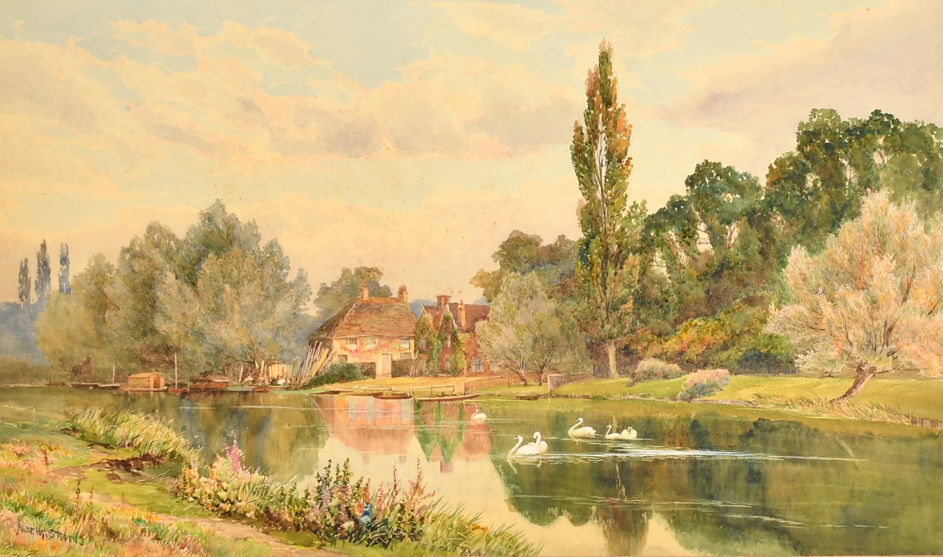 Albert Stevens (late 19th Century) British, swans on a river with a distant cottage, watercolour,