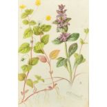C. F. Newall (Circa 1910), a set of eight botanical watercolours, each signed, 9" x 6", (23 x