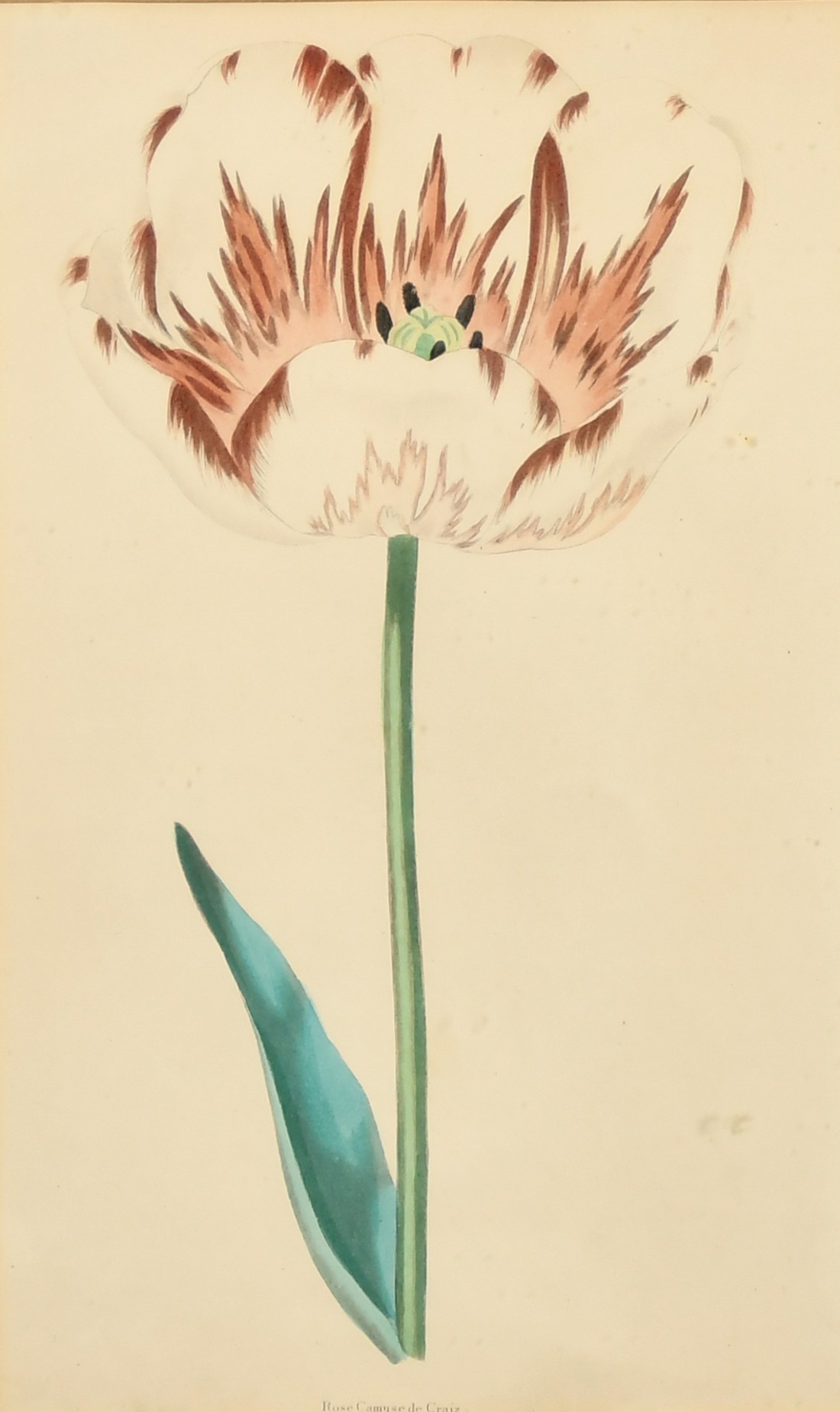 A set of four 19th Century hand-coloured engravings of tulips, each 9.5" x 6" (24 x 15cm), in fine