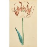 A set of four 19th Century hand-coloured engravings of tulips, each 9.5" x 6" (24 x 15cm), in fine