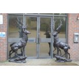 A good pair of near life size bronze stags.