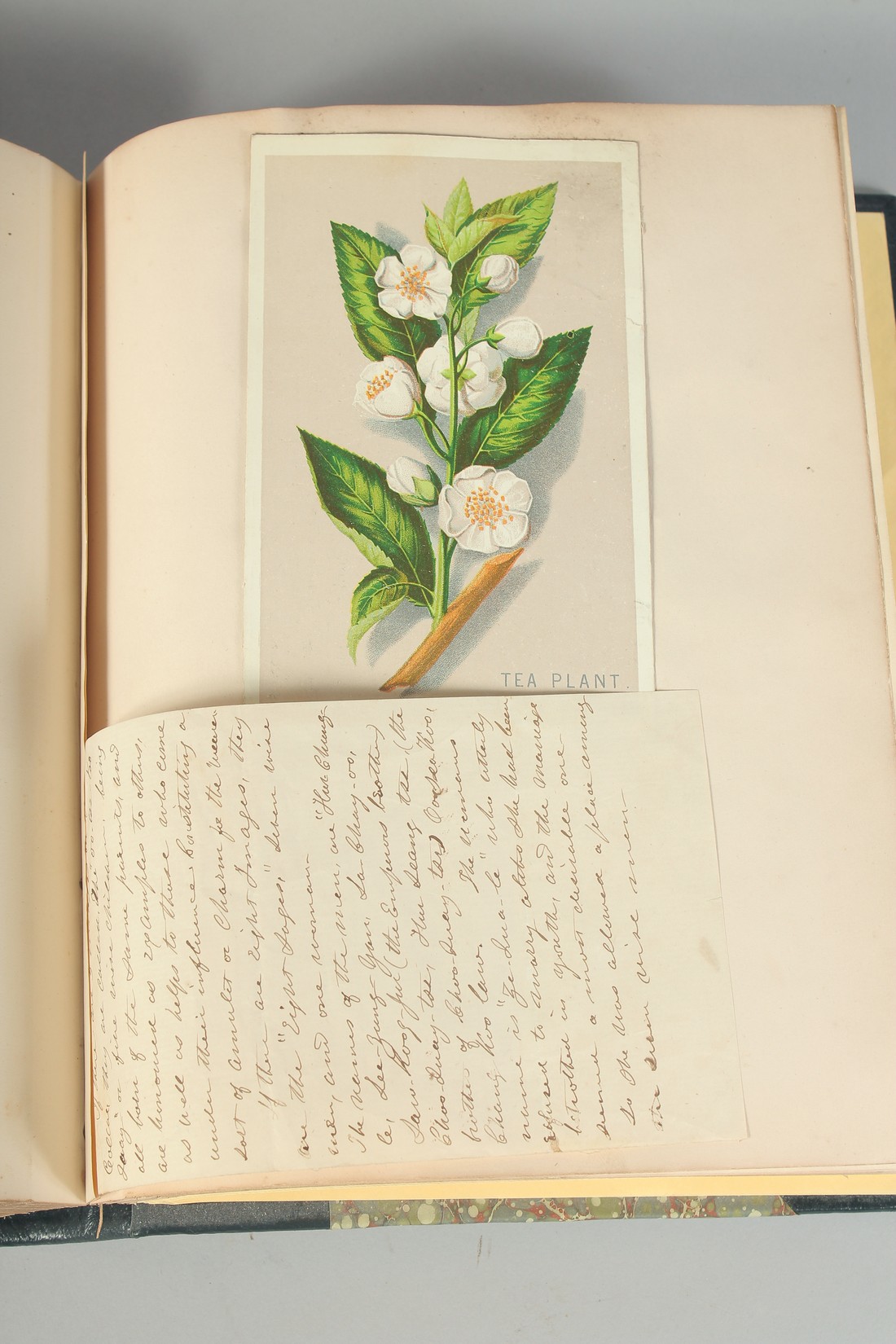 A BOUND ALBUM OF VARIOUS 19TH CENTURY PAINTINGS, ILLUSTRATIONS AND PRESSED FLOWERS, subjects - Image 8 of 9