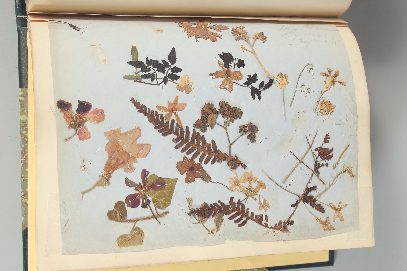 A BOUND ALBUM OF VARIOUS 19TH CENTURY PAINTINGS, ILLUSTRATIONS AND PRESSED FLOWERS, subjects - Image 9 of 9