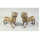 A PAIR OF 19TH CENTURY INDIAN BRASS TIGERS, cast with open mouth and curved tail with stripes to