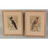 TWO FRAMED AND GLAZED MEXICAN FEATHER PICTURES OF BIRDS. 8ins x 5.5ins.