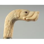 A CARVED BONE HANDLED WALKING STICK "DOG".