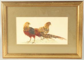 Two pheasants standing, watercolour and feathers, initialled A.C.P and dated 2001, 4.75" x 9", (