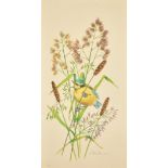 Ella Bruce (20th Century) Baby blue tit in grass, watercolour, signed in pencil, 13" x 6.5", (