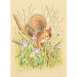 Ella Bruce (20th Century) Squirrel in flowers, watercolour, signed in pencil 10" x 7.5", (25.