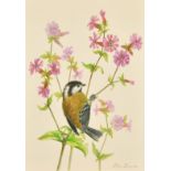 Ella Bruce (20th Century) Coal tit on wildflowers, watercolour, signed in pencil, 9.75" x 7", (