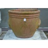 A large terracotta plant pot.