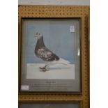 A pair of painted photographs of prize racing pigeons.