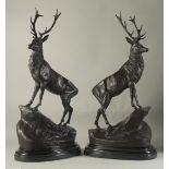 AFTER JULES MOIGNIEZ. A LARGE PAIR OF BRONZE STAGS. Signed, on oval marble bases. 28ins high.