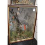 A stuffed and mounted grey parrot mounted in a naturalistic setting complete with glazed display