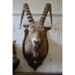 A large taxidermy head of a Nubian ibex on shield shape plaque.