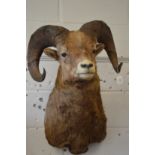 A large taxidermy head of a big horn sheep.