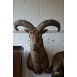 A large taxidermy head of a Dagestan Tur on shield shape plaque.