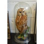 A stuffed and mounted barn owl under a glazed dome.