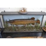 A large stuffed and mounted pike in a naturalistic setting complete with display case.