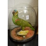 A stuffed and mounted green parrot and another bird under a glass dome.