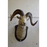 A large taxidermy head of a dall sheep.