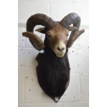 A large taxidermy head of a Mouflon sheep.