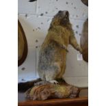 A taxidermy marmot standing in upright position mounted on a naturalistic stand.