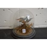 A stuffed and mounted kingfisher under a glass dome.