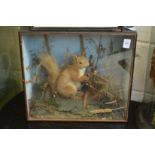 A stuffed and mounted squirrel in a display case.