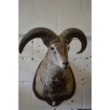 A large taxidermy head of a Bharal sheep on shield shape plaque.