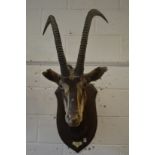 A large taxidermy head of a sable antelope mounted by Roland Ward on an oak shield shape plaque.
