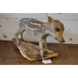 A taxidermy baby boar mounted on a naturalistic piece of wood.