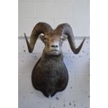 A large taxidermy head of a stone sheep.
