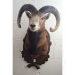 A large taxidermy head of a Mouflon sheep.