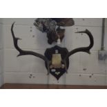 A part deer skull with antlers on a shield shape plaque.