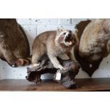 A taxidermy raccoon mounted on a naturalistic piece of wood in an aggressive pose with mouth wide