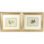 TWO CHINESE PITH PAINTINGS OF BUTTERFLIES, framed and glazed, both paintings 15cm x 10.5cm.