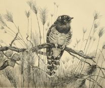 Winifred Marie Louise Austin (1876-1964), 'Young Cuckoo', etching, signed and inscribed in pencil,