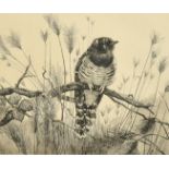 Winifred Marie Louise Austin (1876-1964), 'Young Cuckoo', etching, signed and inscribed in pencil,