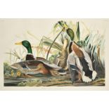 After John James Audubon, 'Mallard Duck', a hand coloured engraving, edition CAMNH 1985, edition