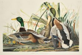 After John James Audubon, 'Mallard Duck', a hand coloured engraving, edition CAMNH 1985, edition