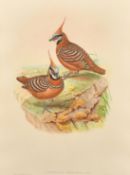 Elizabeth and John Gould, ' Lophophaps Ferruginea', hand coloured lithograph, 18.75" x 13.75", (47.