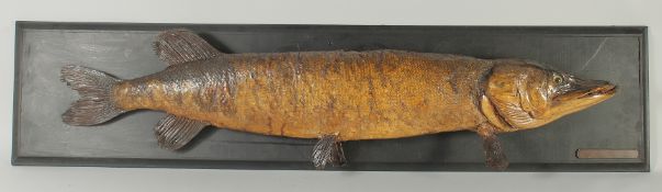 A LARGE STUFFED AND MOUNTED PIKE SPECIMEN. FISH 3ft 4ins long.