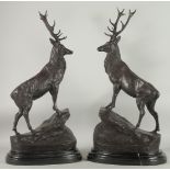 AFTER JULES MOIGNIEZ (1835 - 1894). A GOOD PAIR OF BRONZE STAGS on marble bases. Signed 28ins high.