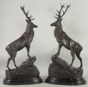 AFTER JULES MOIGNIEZ (1835 - 1894). A GOOD PAIR OF BRONZE STAGS on marble bases. Signed 28ins high.
