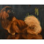 Gabriel Blair, (19th / 20th Century), 'Siouxsie', a Pekingese, oil on canvas, signed, 16" x 20" (