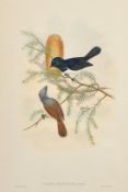 William Hart and John Gould, Two 19th Century hand coloured lithographs of Fly Catchers, one with