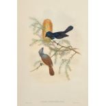 William Hart and John Gould, Two 19th Century hand coloured lithographs of Fly Catchers, one with