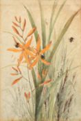 Circle of Katherine Cameron, Bees on a flowering plant, watercolour, 9" x 6", (22.5x15cm)(a/f).